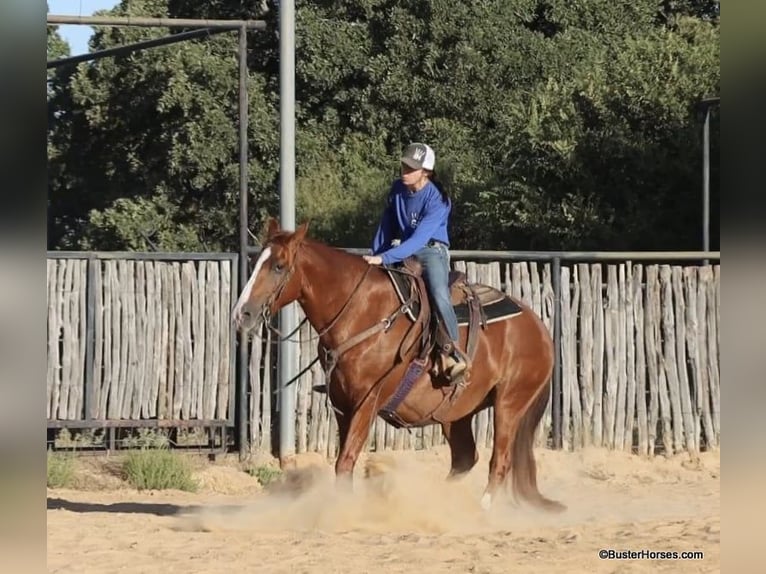 American Quarter Horse Castrone 7 Anni 155 cm Sauro ciliegia in Weatherford TX