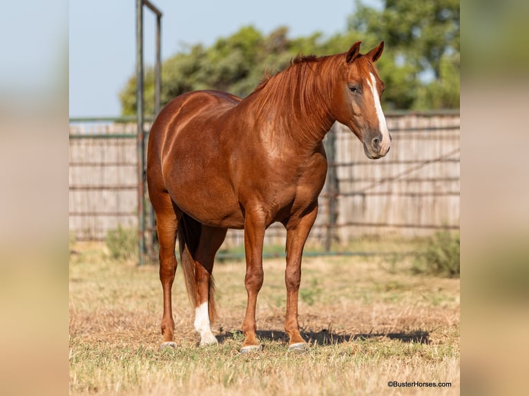 American Quarter Horse Castrone 7 Anni 155 cm Sauro ciliegia in Weatherford TX