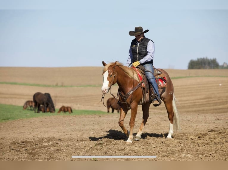 American Quarter Horse Castrone 7 Anni 155 cm Sauro ciliegia in Bernard