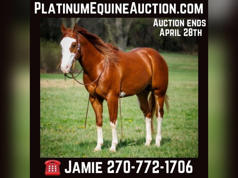 American Quarter Horse Castrone 7 Anni 155 cm Sauro scuro in Auburn KY