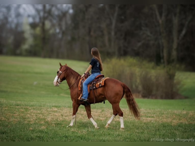 American Quarter Horse Castrone 7 Anni 155 cm Sauro scuro in Auburn KY