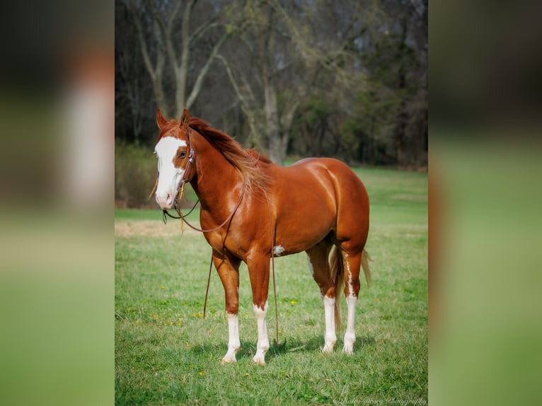 American Quarter Horse Castrone 7 Anni 155 cm Sauro scuro in Auburn KY