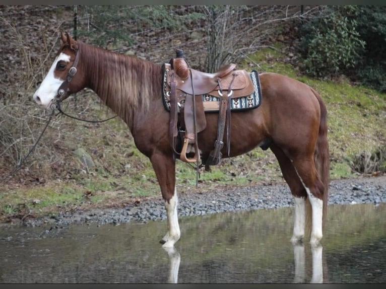 American Quarter Horse Castrone 7 Anni 155 cm Sauro scuro in Auburn KY