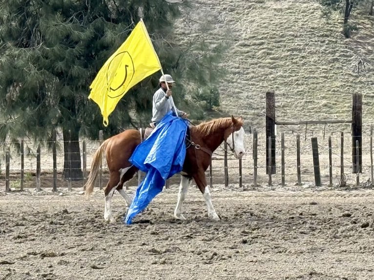 American Quarter Horse Castrone 7 Anni 155 cm Sauro scuro in King City CA