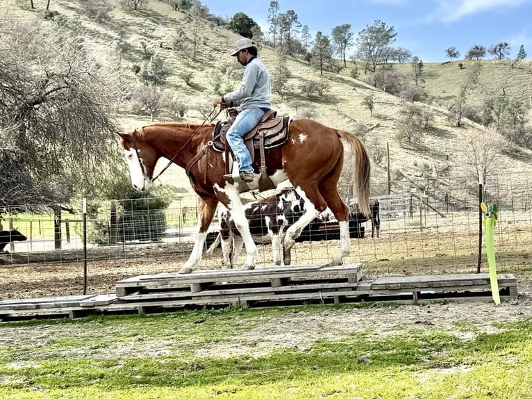 American Quarter Horse Castrone 7 Anni 155 cm Sauro scuro in King City CA