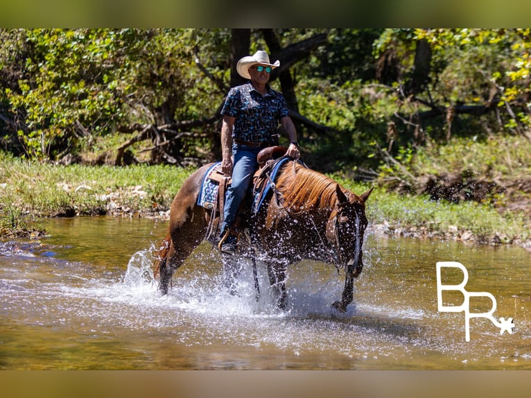 American Quarter Horse Castrone 7 Anni 155 cm Sauro scuro in Mountain Grove MO