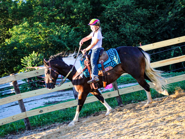 American Quarter Horse Castrone 7 Anni 155 cm Tobiano-tutti i colori in Charlotte IA