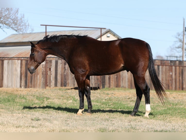 American Quarter Horse Castrone 7 Anni 157 cm Baio ciliegia in Cleburne