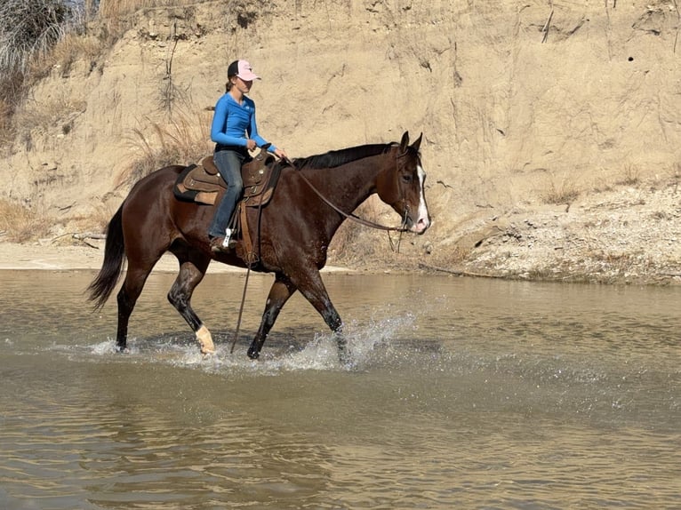 American Quarter Horse Castrone 7 Anni 157 cm Baio ciliegia in Cleburne