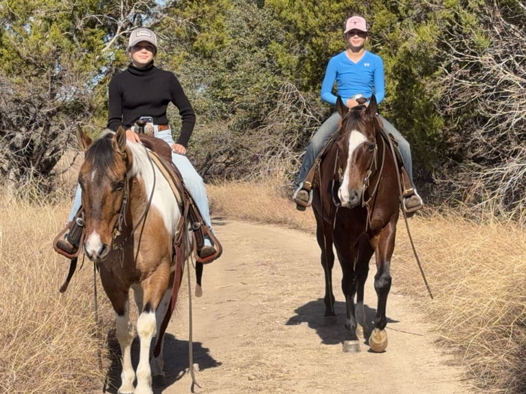 American Quarter Horse Castrone 7 Anni 157 cm Baio ciliegia in Cleburne