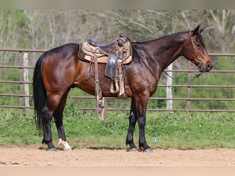 American Quarter Horse Castrone 7 Anni 157 cm Baio ciliegia in CARTHAGE, TX