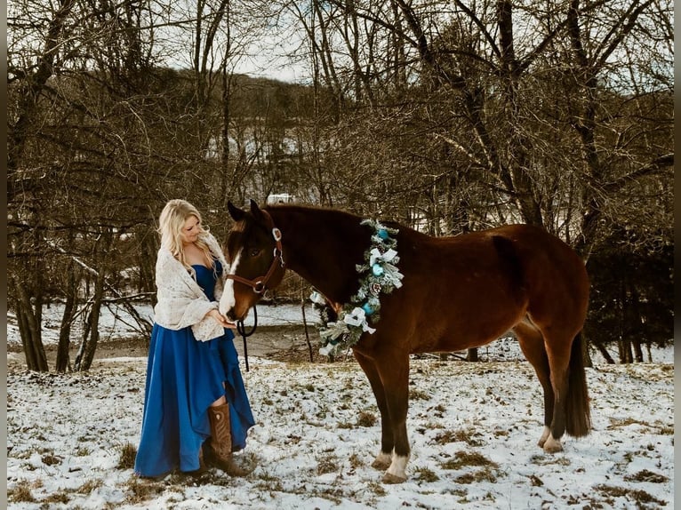 American Quarter Horse Castrone 7 Anni 157 cm Baio ciliegia in Everett PA