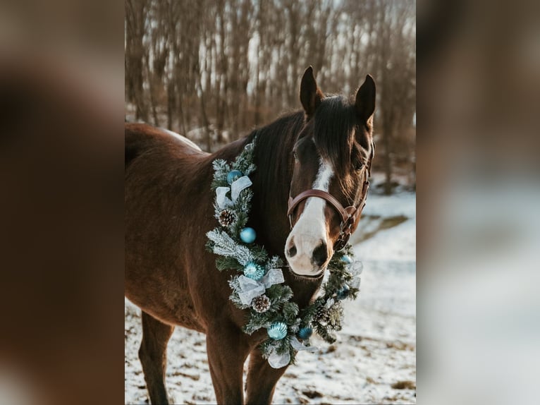 American Quarter Horse Castrone 7 Anni 157 cm Baio ciliegia in Everett PA