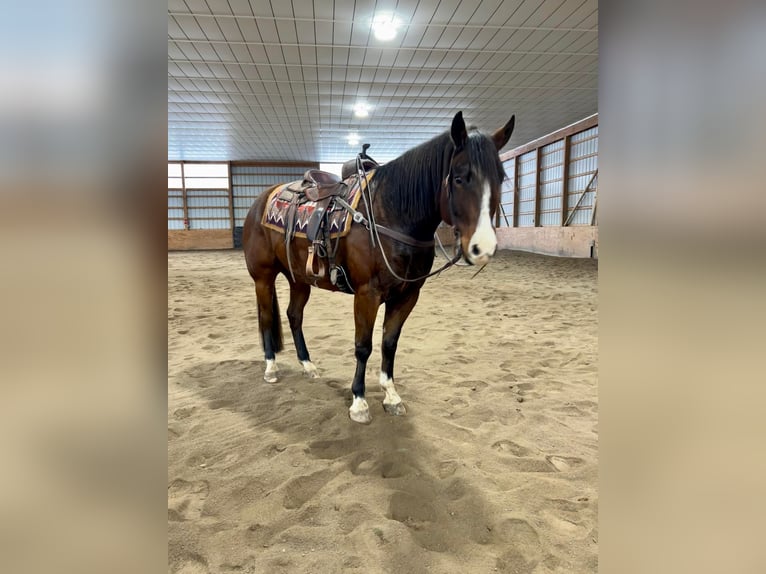 American Quarter Horse Castrone 7 Anni 157 cm Baio ciliegia in Everett PA