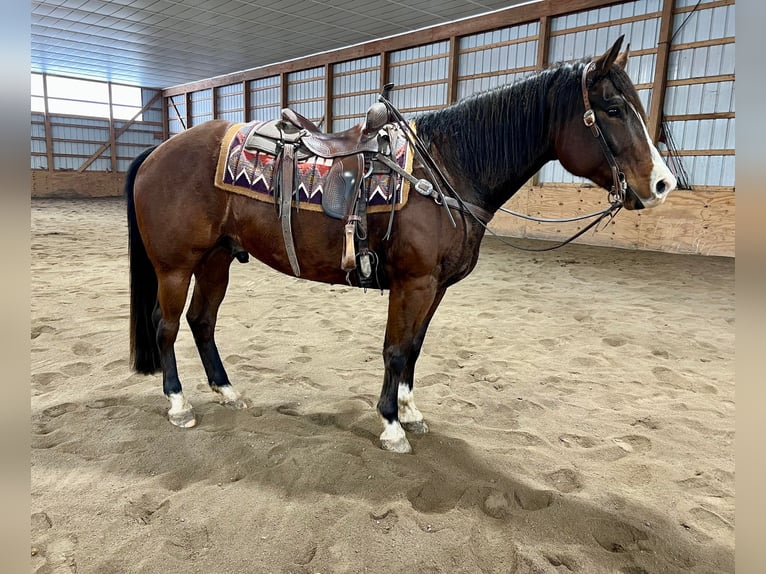 American Quarter Horse Castrone 7 Anni 157 cm Baio ciliegia in Everett PA