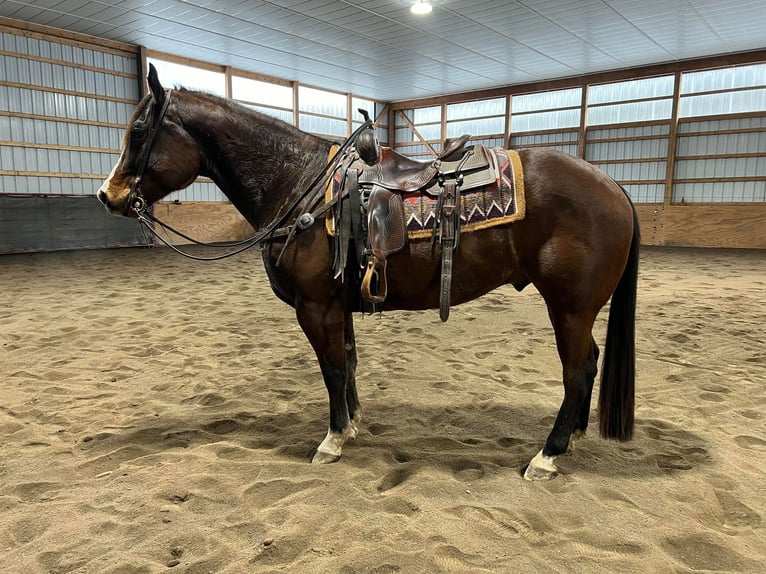 American Quarter Horse Castrone 7 Anni 157 cm Baio ciliegia in Everett PA