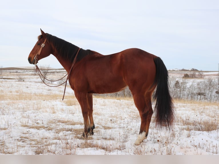 American Quarter Horse Castrone 7 Anni 157 cm Baio ciliegia in Killdeer, ND