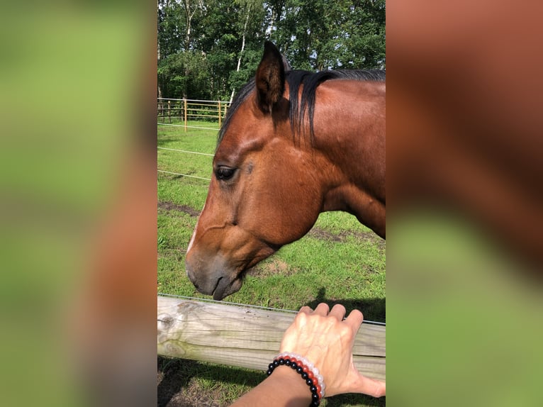 American Quarter Horse Castrone 7 Anni 157 cm Baio in Zonhoven