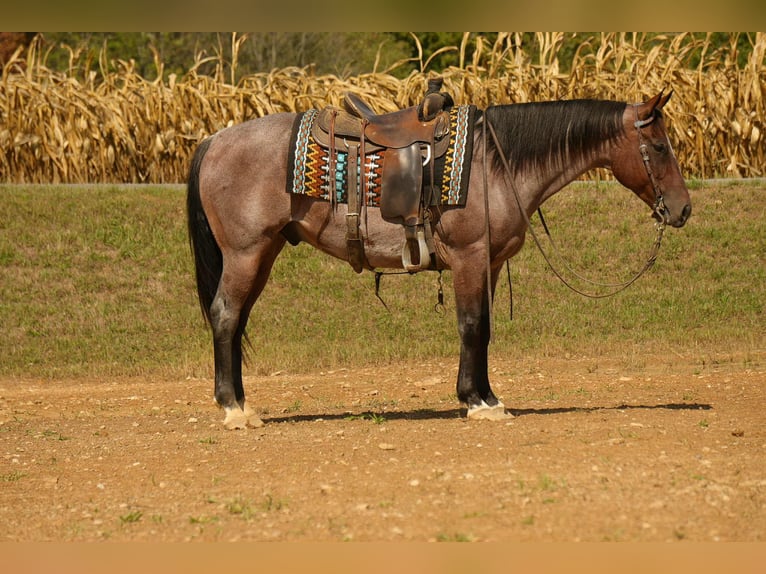 American Quarter Horse Castrone 7 Anni 157 cm Baio roano in Fresno, OH