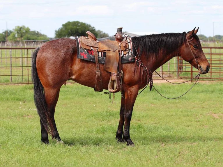 American Quarter Horse Castrone 7 Anni 157 cm Baio roano in Lipan TX