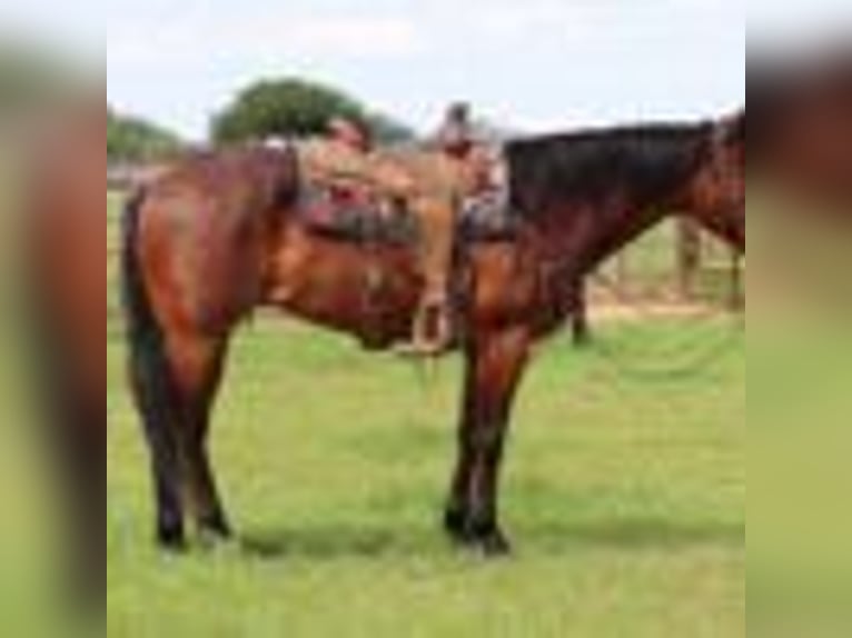 American Quarter Horse Castrone 7 Anni 157 cm Baio roano in Lipan TX