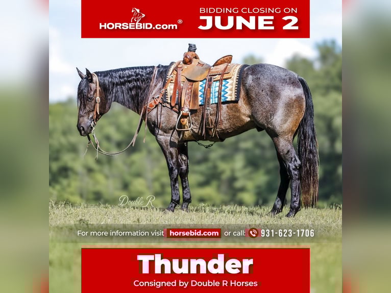 American Quarter Horse Castrone 7 Anni 157 cm Baio roano in Lyles, TN