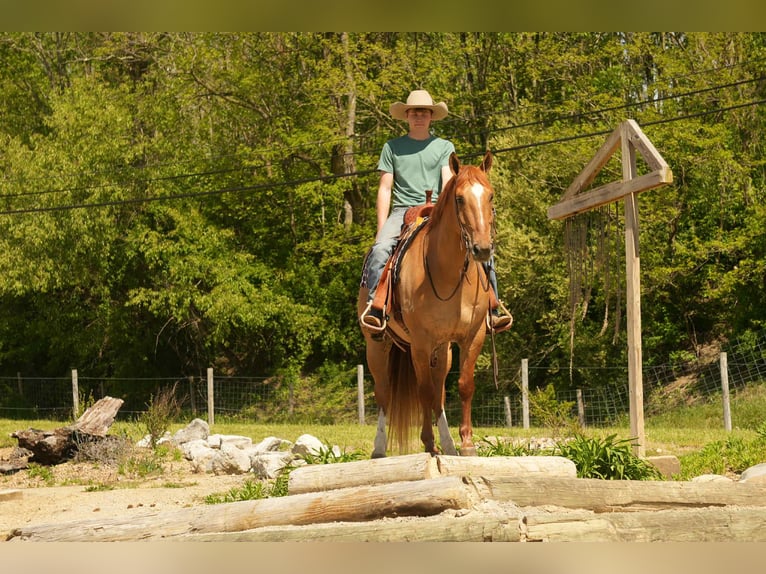 American Quarter Horse Castrone 7 Anni 157 cm Falbo in Fresno