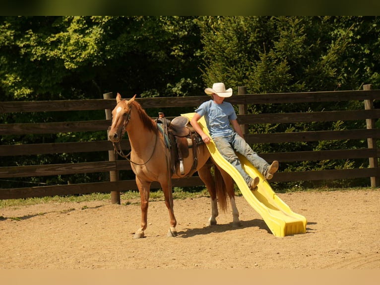 American Quarter Horse Castrone 7 Anni 157 cm Falbo in Fresno