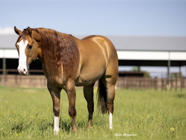 American Quarter Horse Castrone 7 Anni 157 cm Falbo in Edmond
