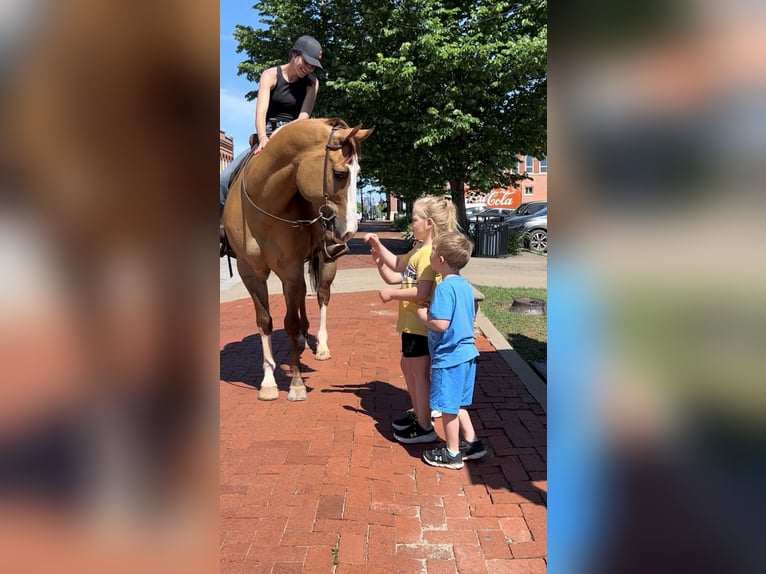 American Quarter Horse Castrone 7 Anni 157 cm Falbo in Edmond