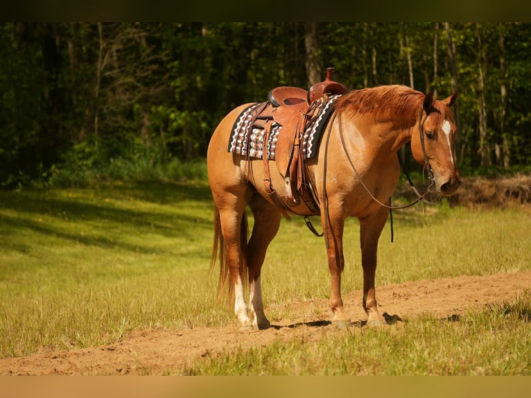 American Quarter Horse Castrone 7 Anni 157 cm Falbo in Fresno