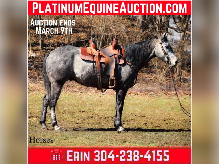 American Quarter Horse Castrone 7 Anni 157 cm Grigio in Flemingsburg KY