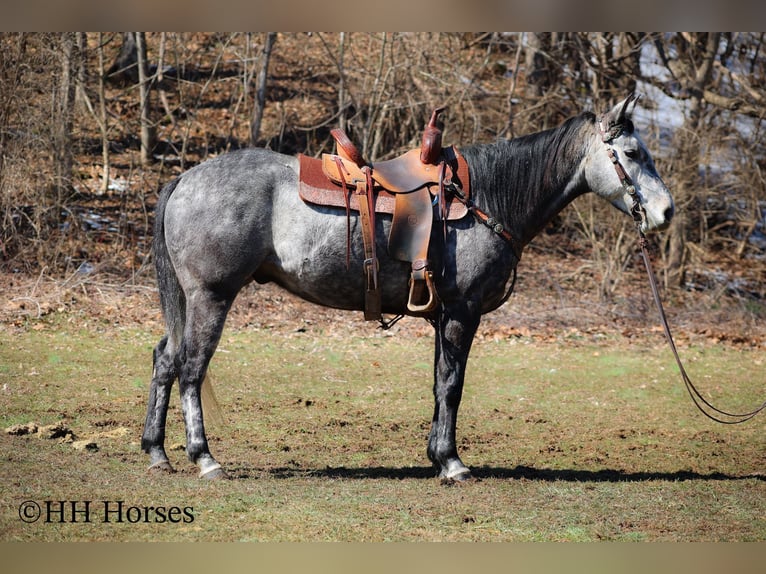 American Quarter Horse Castrone 7 Anni 157 cm Grigio in Flemingsburg KY