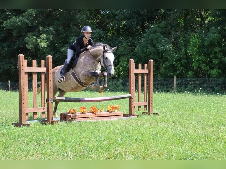 American Quarter Horse Castrone 7 Anni 157 cm Grigio in Howell, MI