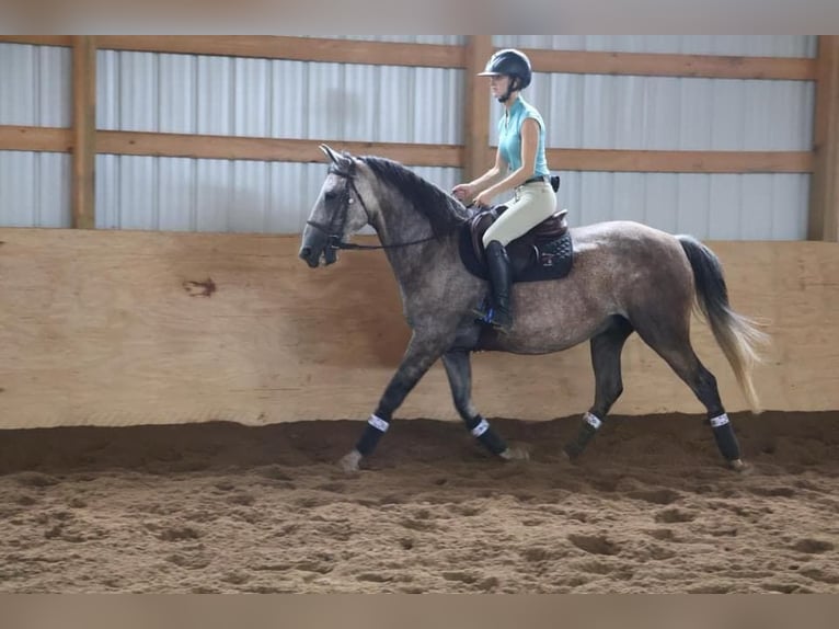 American Quarter Horse Castrone 7 Anni 157 cm Grigio in Howell, MI