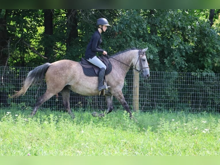 American Quarter Horse Castrone 7 Anni 157 cm Grigio in Howell, MI