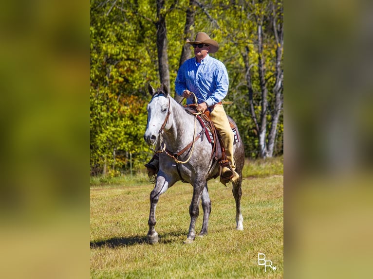 American Quarter Horse Castrone 7 Anni 157 cm Grigio pezzato in Mountain Grove MO