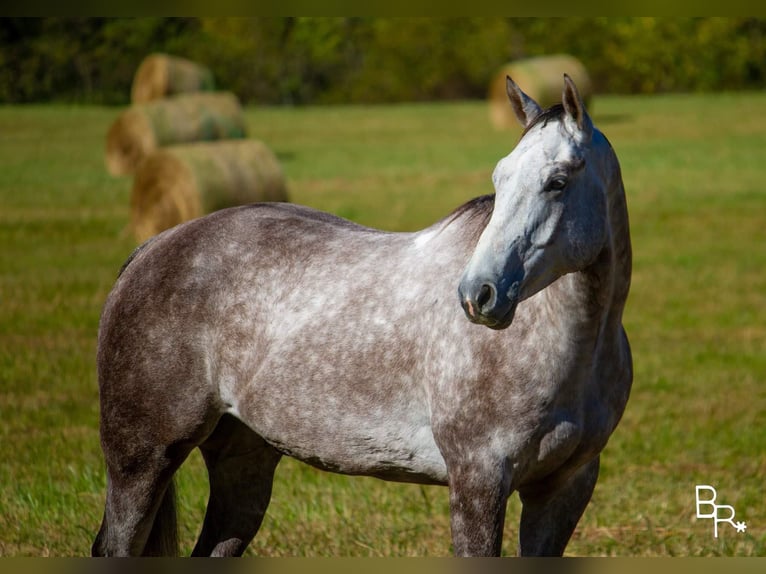 American Quarter Horse Castrone 7 Anni 157 cm Grigio pezzato in Mountain Grove MO