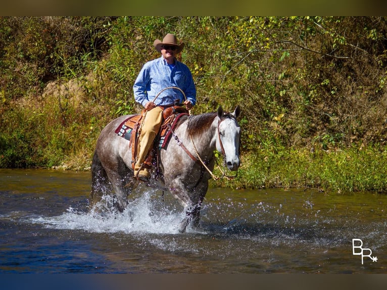 American Quarter Horse Castrone 7 Anni 157 cm Grigio pezzato in Mountain Grove MO