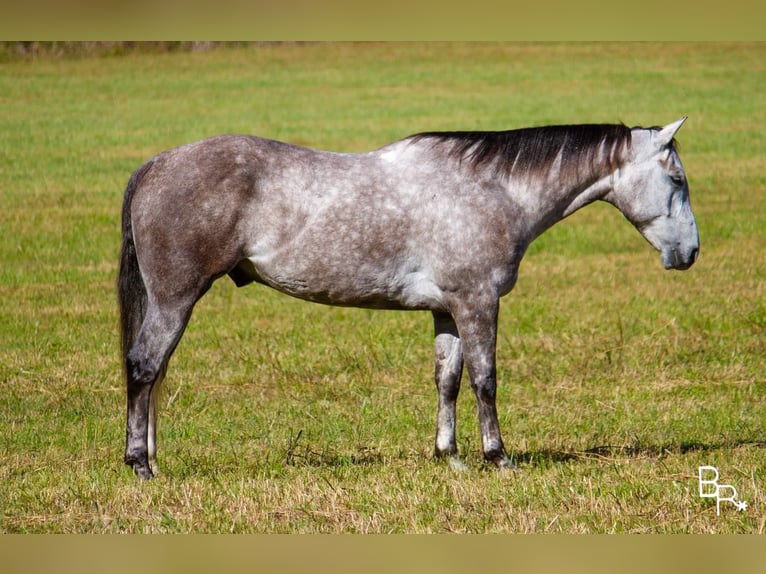 American Quarter Horse Castrone 7 Anni 157 cm Grigio pezzato in Mountain Grove MO