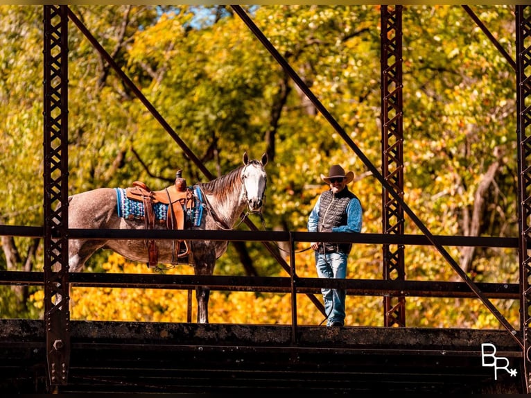 American Quarter Horse Castrone 7 Anni 157 cm Grigio pezzato in Mountain Grove MO