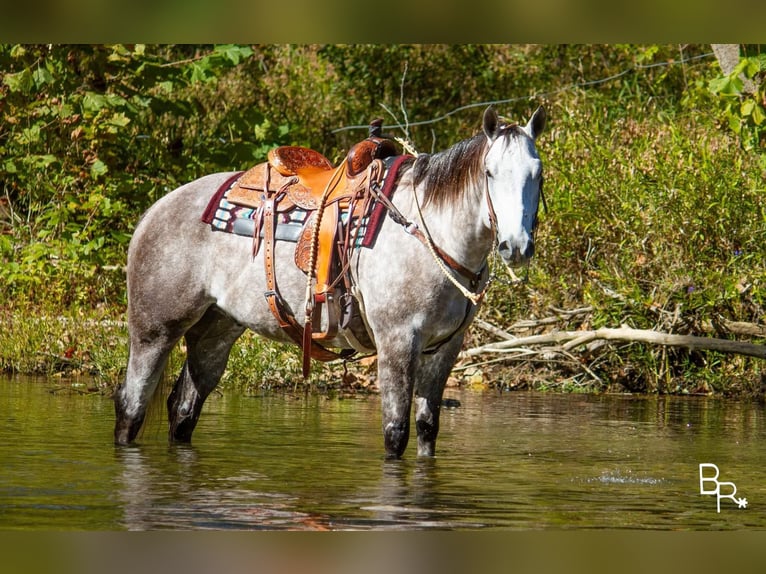 American Quarter Horse Castrone 7 Anni 157 cm Grigio pezzato in Mountain Grove MO