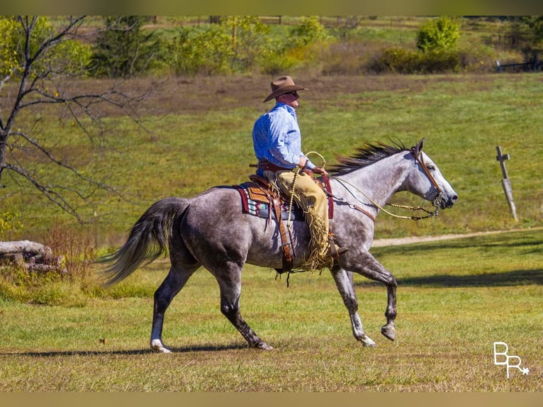 American Quarter Horse Castrone 7 Anni 157 cm Grigio pezzato in Mountain Grove MO