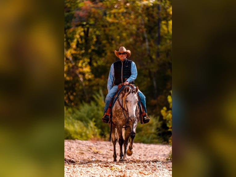 American Quarter Horse Castrone 7 Anni 157 cm Grigio pezzato in Mountain Grove MO