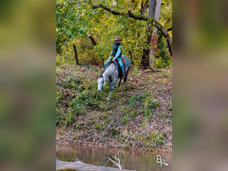 American Quarter Horse Castrone 7 Anni 157 cm Grigio pezzato in Mountain Grove MO