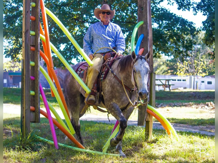 American Quarter Horse Castrone 7 Anni 157 cm Grigio pezzato in Mountain Grove MO