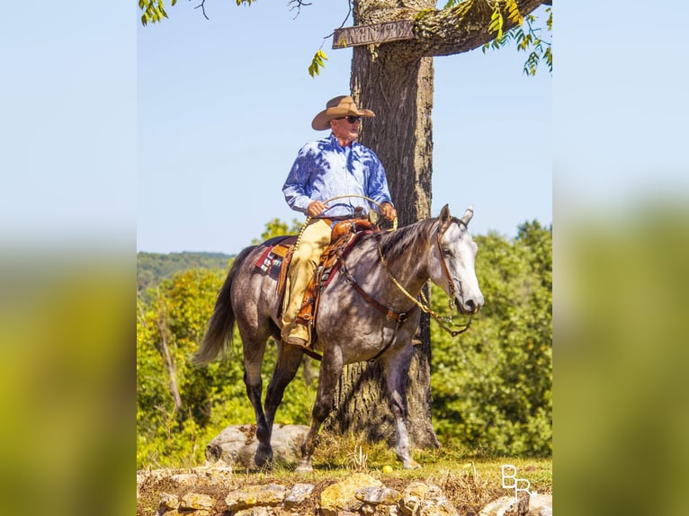 American Quarter Horse Castrone 7 Anni 157 cm Grigio pezzato in Mountain Grove MO