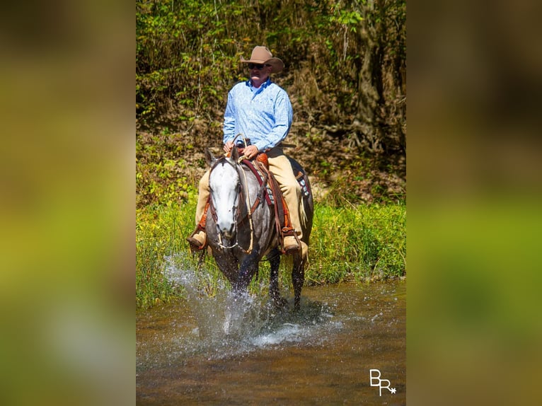 American Quarter Horse Castrone 7 Anni 157 cm Grigio pezzato in Mountain Grove MO