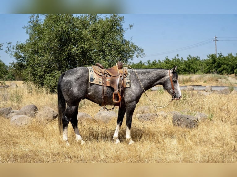 American Quarter Horse Castrone 7 Anni 157 cm Grigio in Waterford, CA