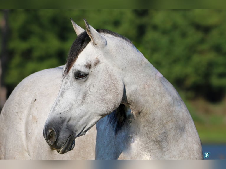 American Quarter Horse Castrone 7 Anni 157 cm Grigio in Carthage